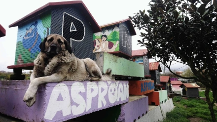 Perro en el refugio canino de Asproan