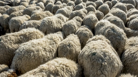 lana oveja teruel panel