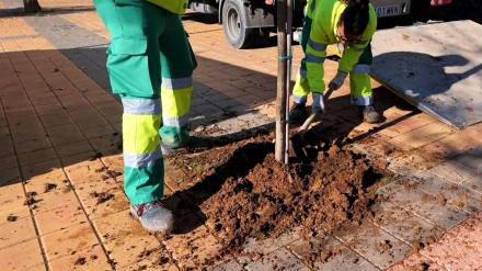 Plantación de nuevos árboles