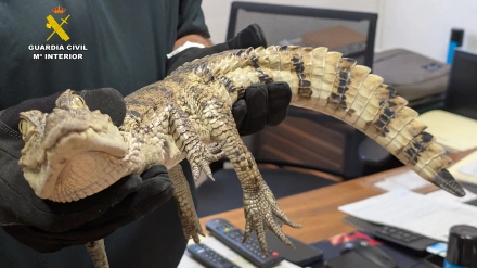 Fotografía del ejemplar de caimán yacaré encontrado en su día