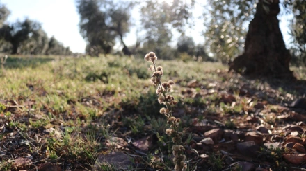 Entrevista a Paco Moreno, secretario general de UPA en Córdoba