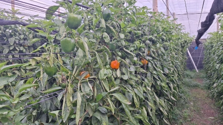 El campo andaluz estalla contra la UE por los recortes, Marruecos y la gestión de plagas tras un año "convulso", como denuncia COAG