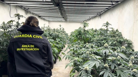 Imagen de archivo de la actuación de la Guardia Civil en Granada con plantaciones ilegales de hachís