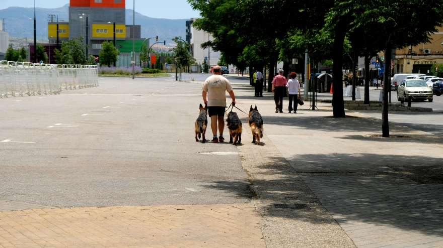 Un jubilado alemán pasea perros en Granada