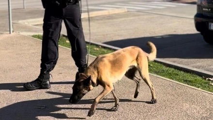 Orus inicia en Huesca su nueva vida como agente canino