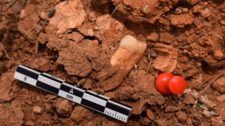 Diente encontrado en el yacimiento de Ruidera