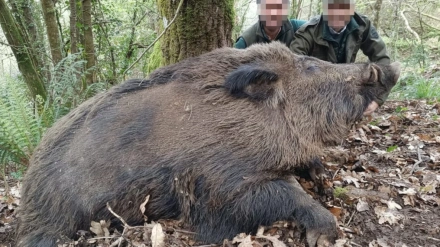 Jabalí de grandes dimensiones
