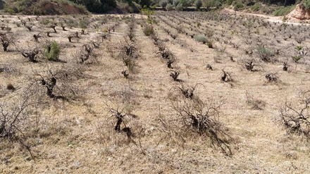Entrevista Sergio Rodríguez, portavoz de la Asociación Agrícola PALCA