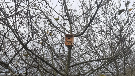Una imagen de una casa nido para atraer a los pájaros en un árbol de una plantación de manzanos en Illas