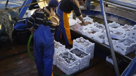 Barco pesquero gallego