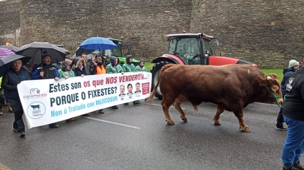 Buey encabeza protesta