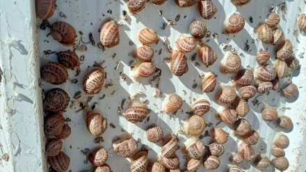 Producción de caracoles en La Rioja