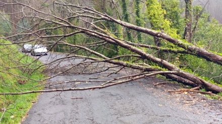 Árboles derribados en Cedeira