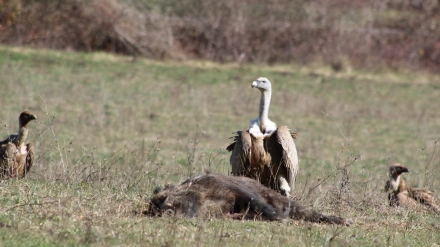 El buitre, ave carroñera