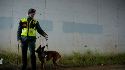 Uno de los 4 perros con su cuidador perteneciente a la Unidad Cinológica Central de la Guardia Civil que están actuando en las labores de localización de cuerpos en la zona del accidente ferroviario en Adamuz (Córdoba)