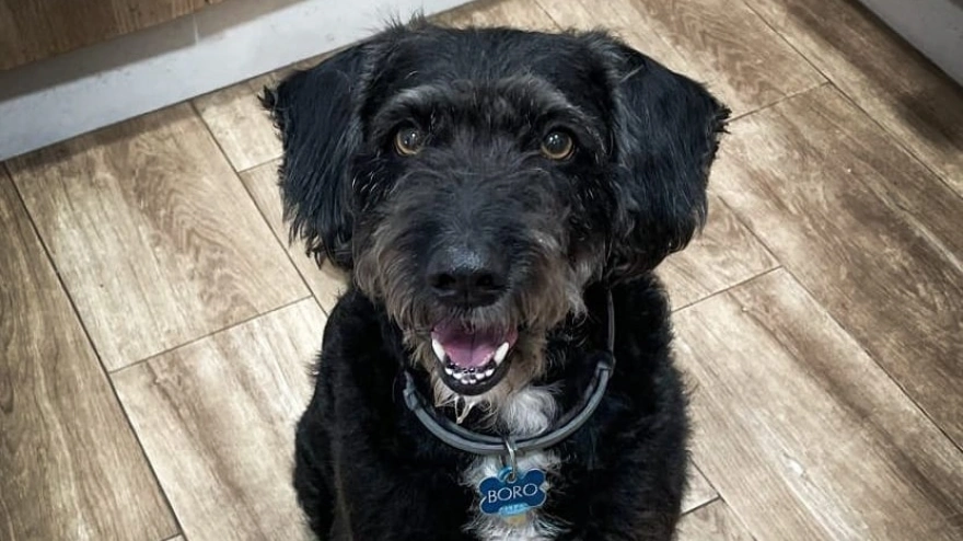 Un rescate por fases: así fue el paso a paso de la búsqueda de Boro, el perro perdido en el accidente de Adamuz que movilizó a cientos de voluntarios