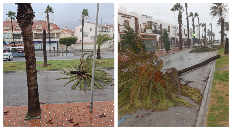 El fuerte viento pone en alerta a Salobreña con caídas de árboles y desprendimientos