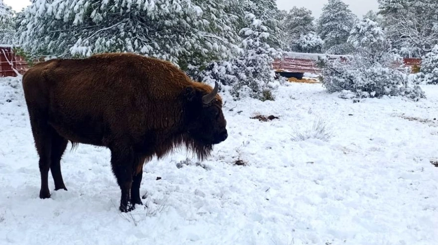 Bisontes en Guadalajara