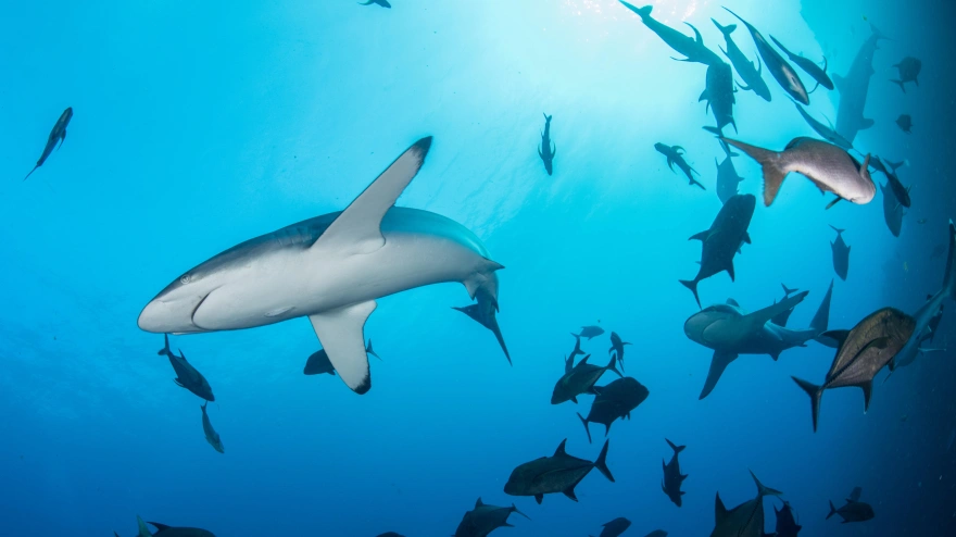 Tiburones fotografía recurso