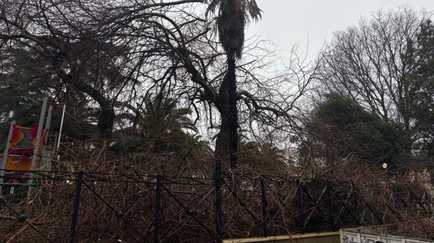 Varios árboles sufrieron daños en la Plaza de Italia en Cáceres