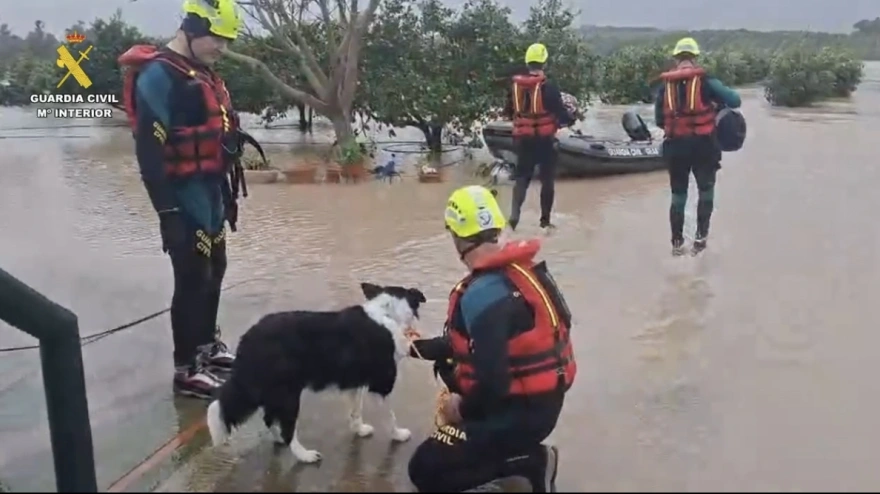 Agentes de la Guardia Civil  rescatan animales en las riberas inundadas del Guadalete