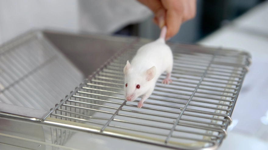 Imagen de recurso de una rata de laboratorio