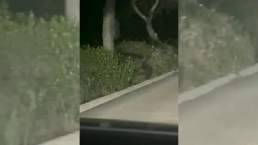 Jabalíes en la Devesa Albufera