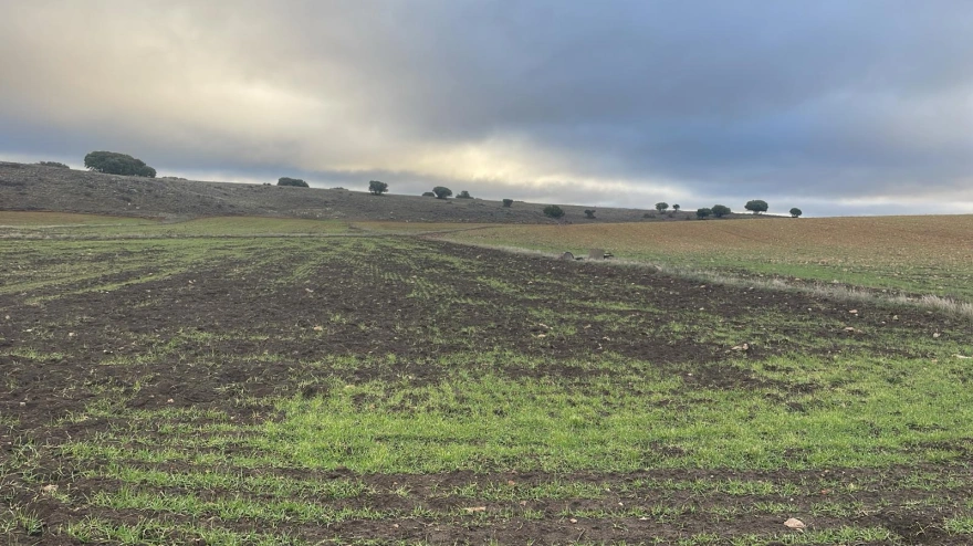 Están destruyendo las cosechas en Ciudad Real y poniendo en jaque a los agricultores: "Han arrasado parcelas completas de cereal y otros cultivos de secano"