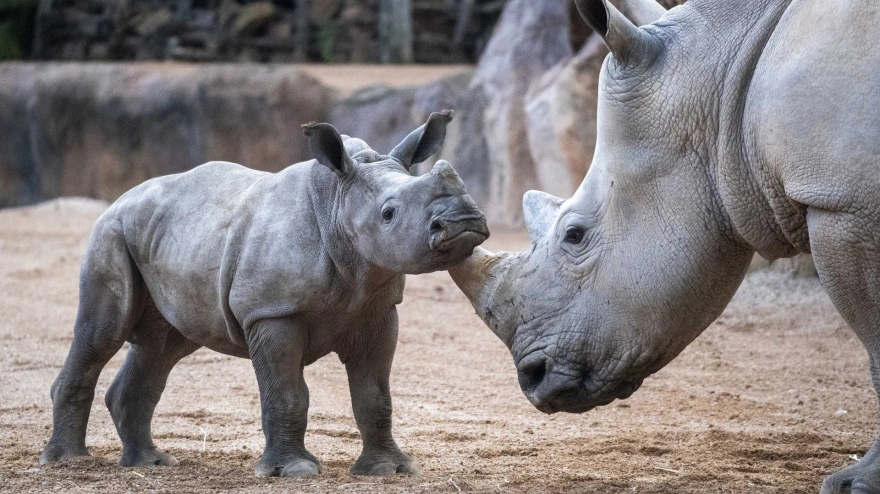 Rinocerontes en el BIOPARC