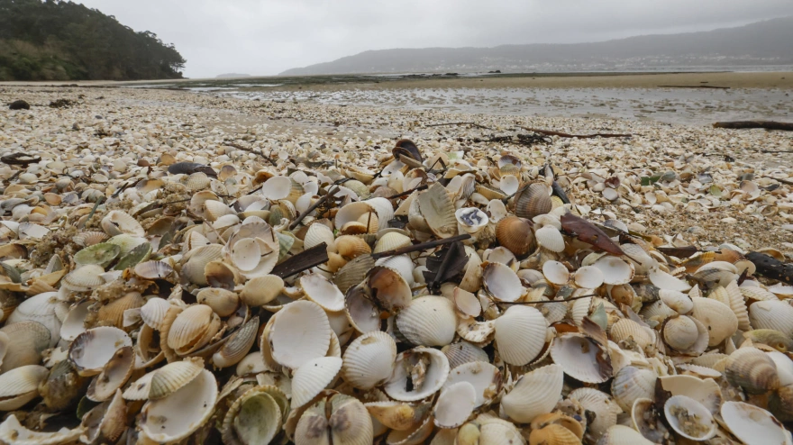 Conchas de berberecho muerto en la playa de Testal, en la Ría de Noia por la baja salinidad del agua debido a las continuas lluvias