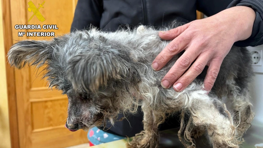 Imagen del perro maltratado en el momento de su rescate
