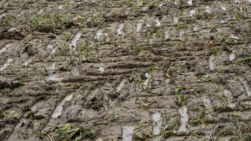 Plantaciones anegadas de agua