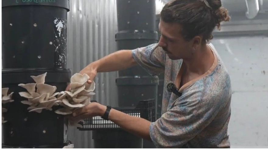 Captura de pantalla MP DANCAUSA