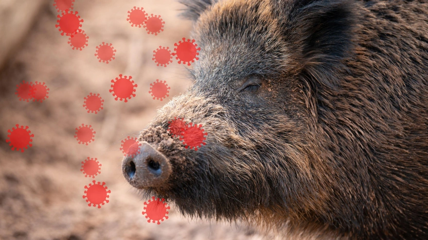 Peste porcina africana, brote del virus