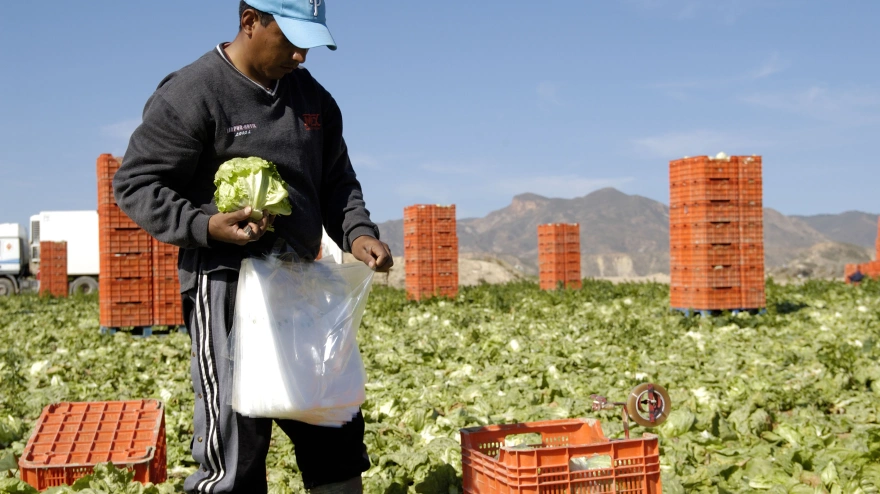 Trabajadores migrantes cosechando lechugas España
