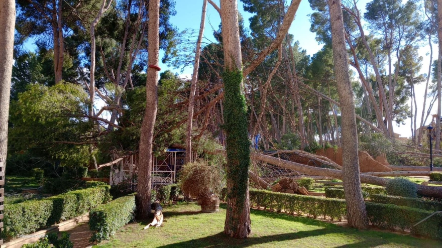 árboles caídos en Hellín