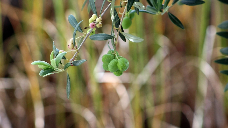 Castillo de Canena 'ficha' un ejército de insectos para proteger sus olivos de las plagas