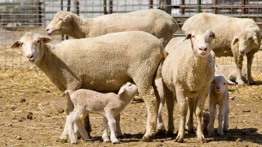 Explotación ganadera