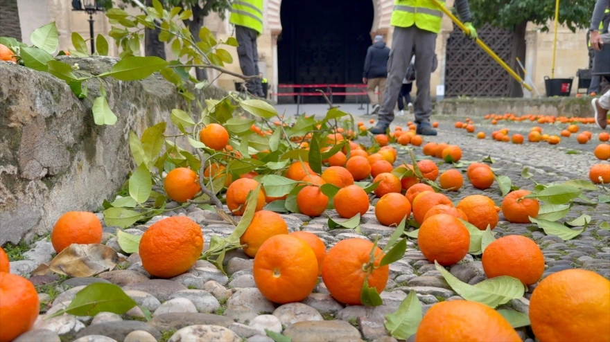 Naranjas en el Patio de los Naranjos