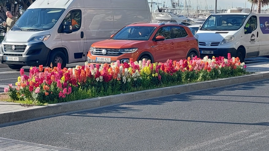 Alicante siembra con las primeras flores de la temporada el frente litoral a lo largo de la Explanada