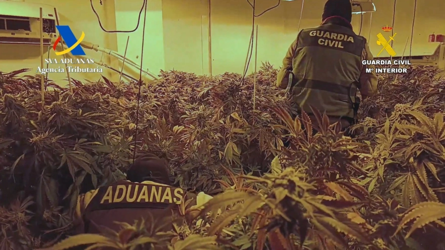Cuatro detenidos en Aguadulce en una operación con más de 1.700 plantas de marihuana