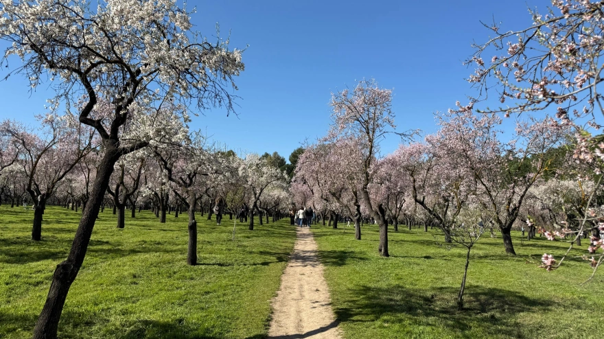 Almendros en flor