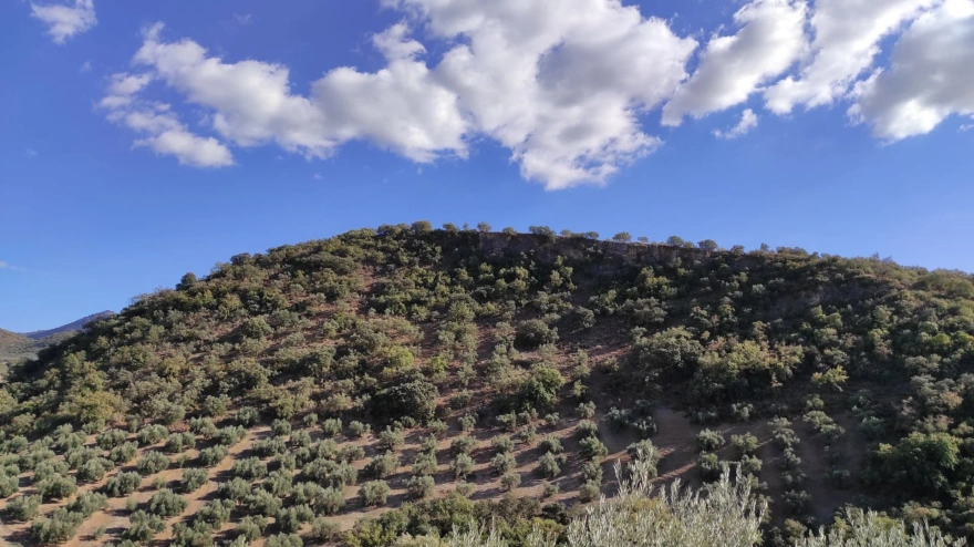 Olivar de montaña en la Subbética cordobesa.