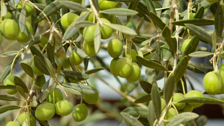 Jose Alfonso Gómez, Citoliva