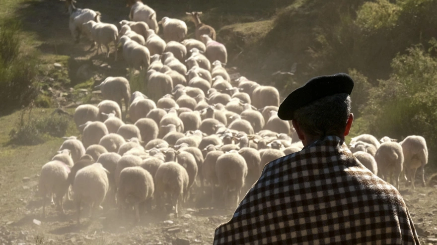 Imagen de recurso de un pastor observando a sus ovejas