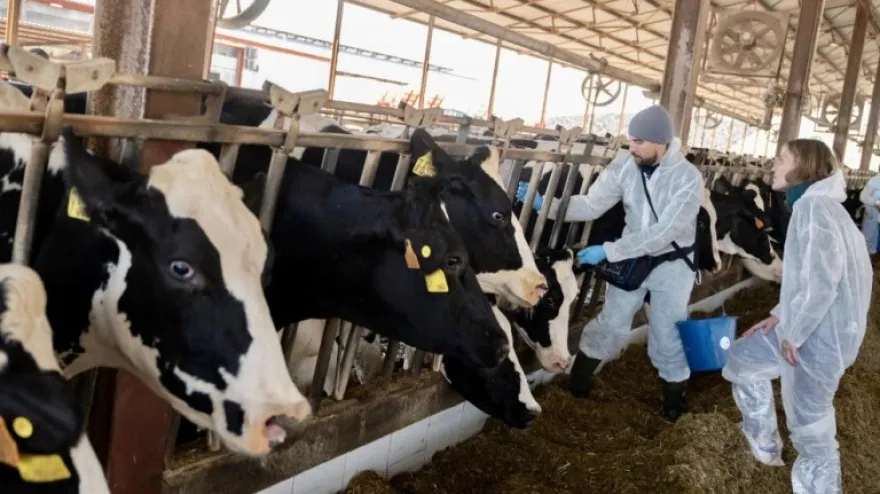 Nuevo foco de dermatosis en la provincia de Huesca
