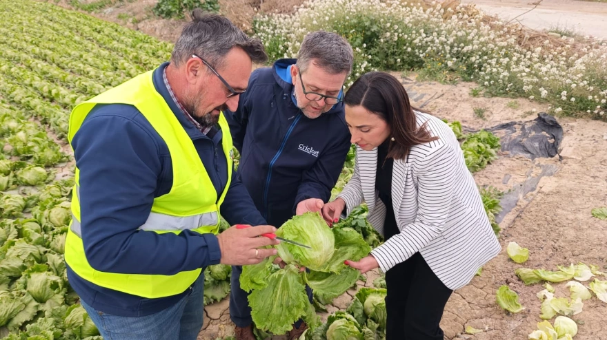 La consejera de Agricultura, el presidente de los regantes de Lorca y el de la organización COAG observan los cultivos de lechuga infestados de pulgón