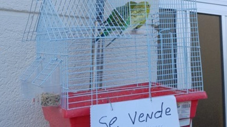 Pájaros en venta