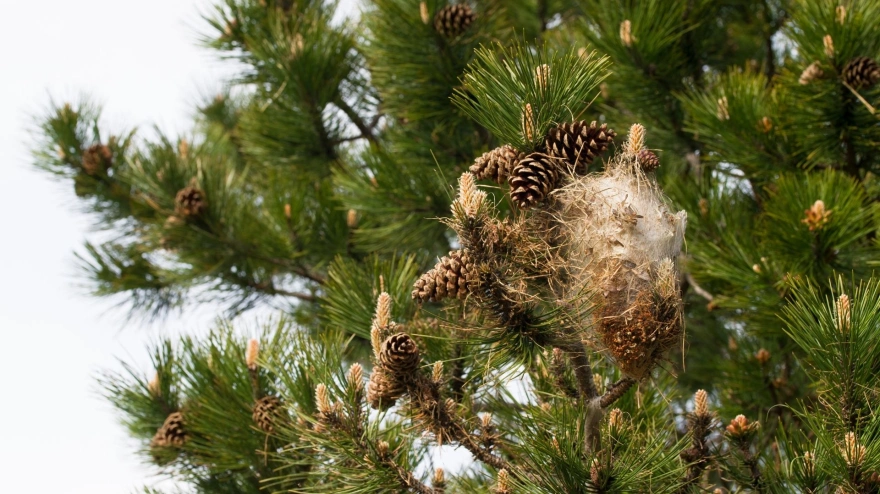 Las larvas de la procesionaria anidan en los pinos y descienden hacia el suelo