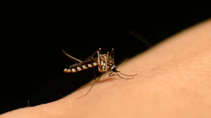 CRPAT5 female mosquito sucking my blood in Thai forest